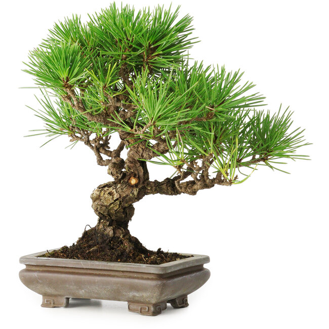 Pinus thunbergii, 22 cm, ± 30 years old, with a nebari of 6 cm