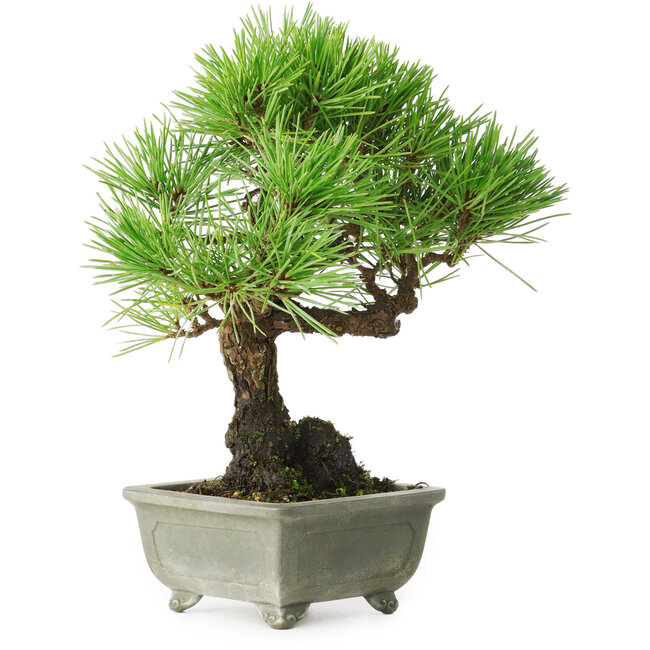 Pinus thunbergii, 21 cm, ± 30 anni, con un nebari di 6 cm