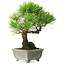 Pinus thunbergii, 21 cm, ± 30 anni, con un nebari di 6 cm