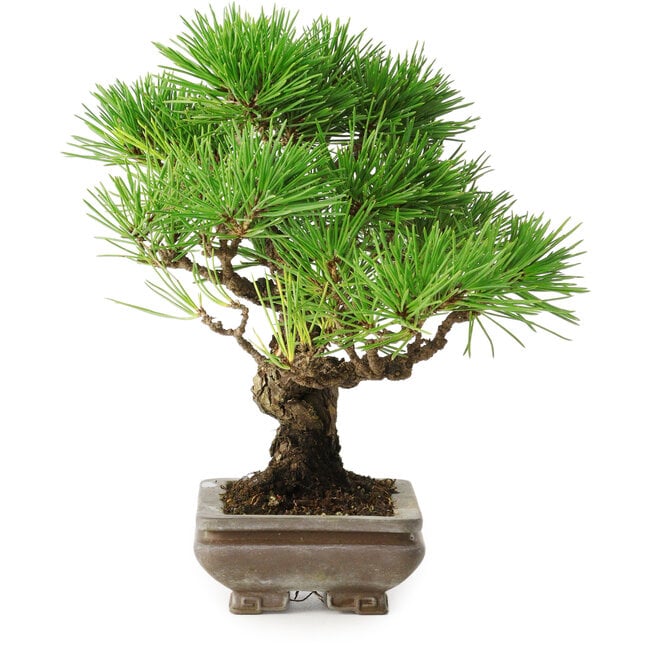 Pinus thunbergii, 22 cm, ± 30 ans, avec un nebari de 6 cm