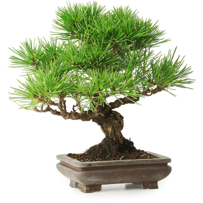 Pinus thunbergii, 22 cm, ± 30 años, con un nebari de 6 cm