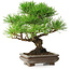 Pinus thunbergii, 22 cm, ± 30 years old, with a nebari of 6 cm