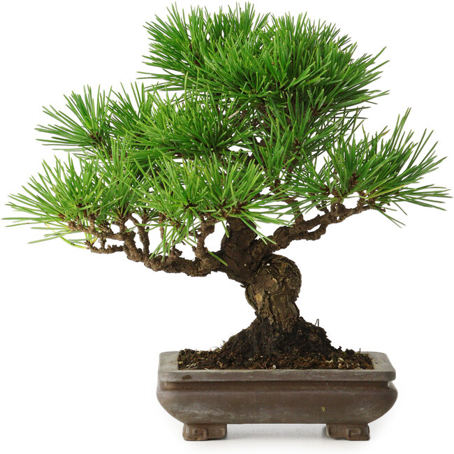 Pinus thunbergii, 22 cm, ± 30 years old, with a nebari of 6 cm