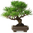 Pinus thunbergii, 22 cm, ± 30 jaar oud, met een nebari van 6 cm