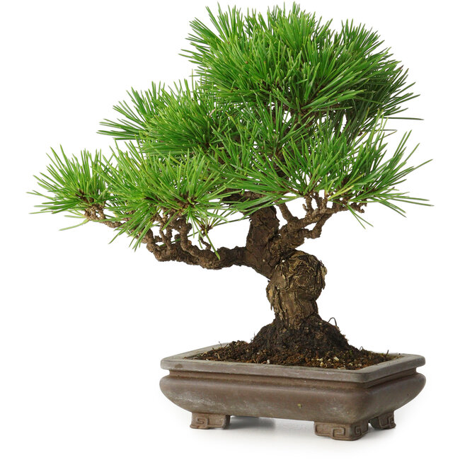 Pinus thunbergii, 22 cm, ± 30 anni, con un nebari di 6 cm