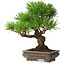 Pinus thunbergii, 22 cm, ± 30 years old, with a nebari of 6 cm