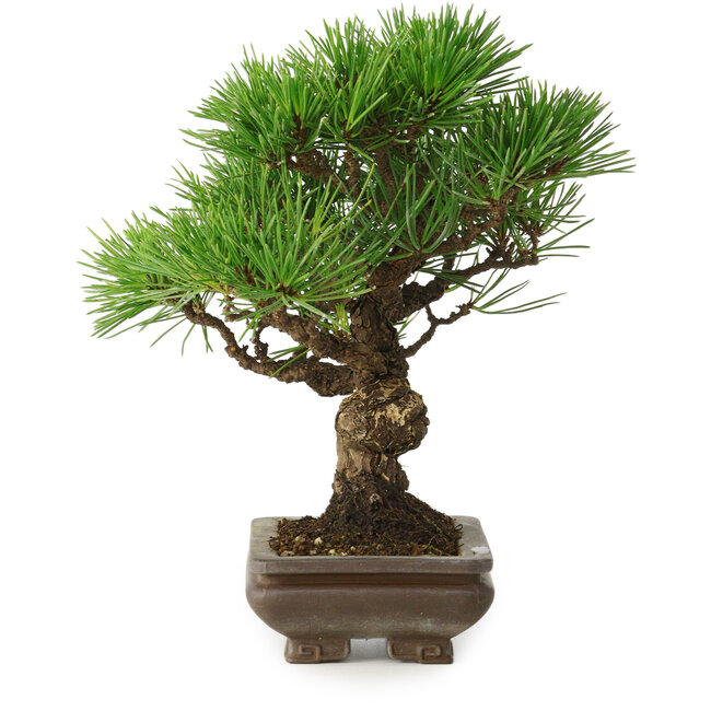 Pinus thunbergii, 22 cm, ± 30 Jahre alt, mit einem Nebari von 6 cm