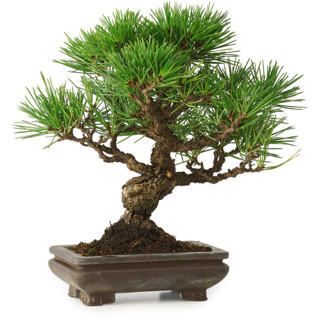 Pinus thunbergii, 22 cm, ± 30 anni, con un nebari di 6 cm