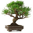 Pinus thunbergii, 22 cm, ± 30 ans, avec un nebari de 6 cm