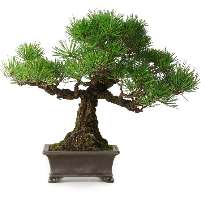 Pinus thunbergii, 28 cm, ± 30 jaar oud, met een nebari van 8 cm