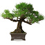 Pinus thunbergii, 28 cm, ± 30 jaar oud, met een nebari van 8 cm