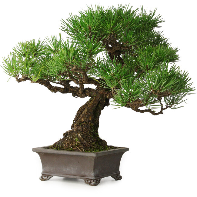 Pinus thunbergii, 28 cm, ± 30 ans, avec un nebari de 8 cm