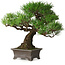 Pinus thunbergii, 28 cm, ± 30 jaar oud, met een nebari van 8 cm