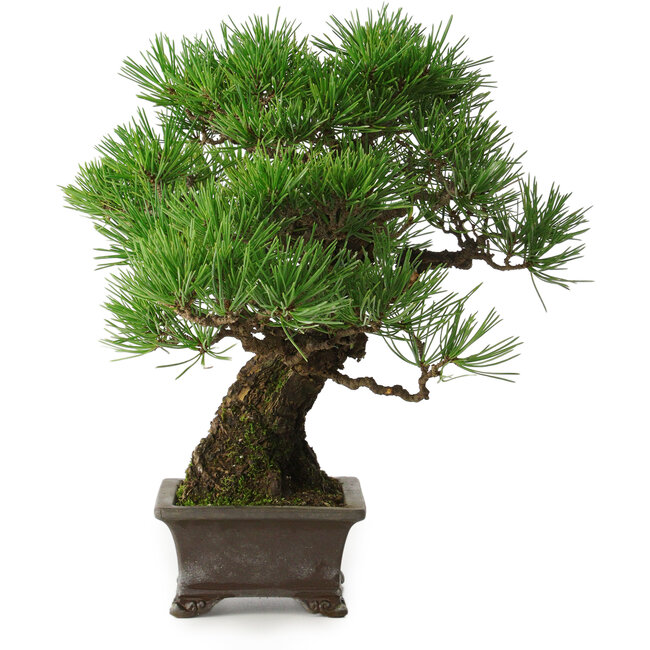 Pinus thunbergii, 28 cm, ± 30 anni, con un nebari di 8 cm