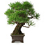 Pinus thunbergii, 28 cm, ± 30 years old, with a nebari of 8 cm