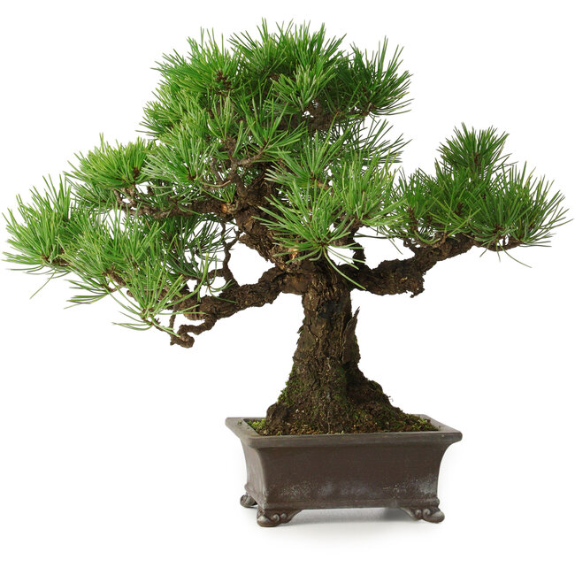 Pinus thunbergii, 28 cm, ± 30 ans, avec un nebari de 8 cm