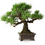 Pinus thunbergii, 28 cm, ± 30 years old, with a nebari of 8 cm