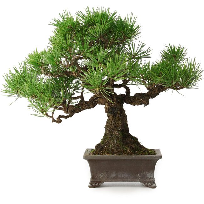 Pinus thunbergii, 28 cm, ± 30 ans, avec un nebari de 8 cm