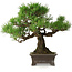 Pinus thunbergii, 28 cm, ± 30 years old, with a nebari of 8 cm