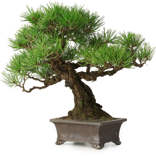 Pinus thunbergii, 28 cm, ± 30 Jahre alt, mit einem Nebari von 8 cm