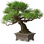 Pinus thunbergii, 28 cm, ± 30 years old, with a nebari of 8 cm