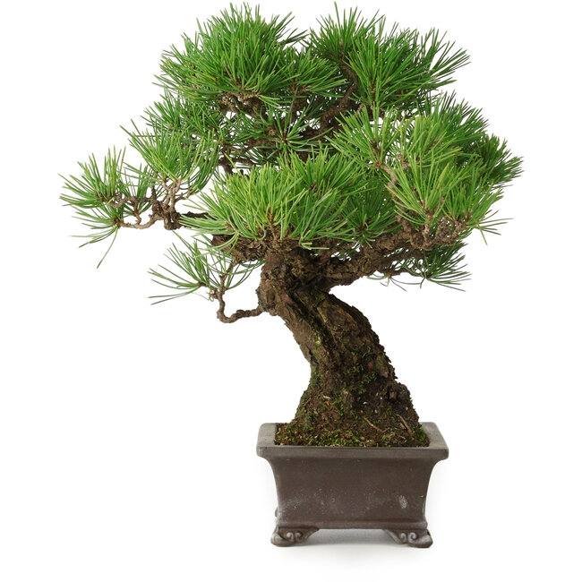 Pinus thunbergii, 28 cm, ± 30 años, con un nebari de 8 cm