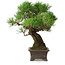Pinus thunbergii, 28 cm, ± 30 years old, with a nebari of 8 cm
