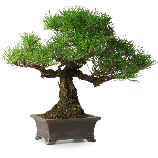 Pinus thunbergii, 28 cm, ± 30 anni, con un nebari di 8 cm