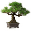 Pinus thunbergii, 28 cm, ± 30 jaar oud, met een nebari van 8 cm