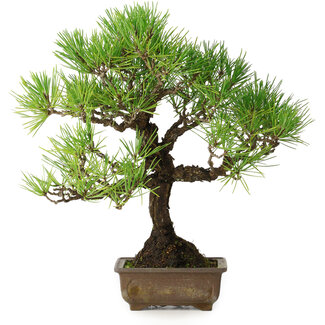 Pinus thunbergii, 30 cm, ± 30 ans