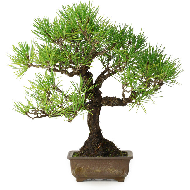 Pinus thunbergii, 30 cm, ± 30 years old, with a nebari of 7 cm