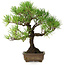 Pinus thunbergii, 30 cm, ± 30 years old, with a nebari of 7 cm