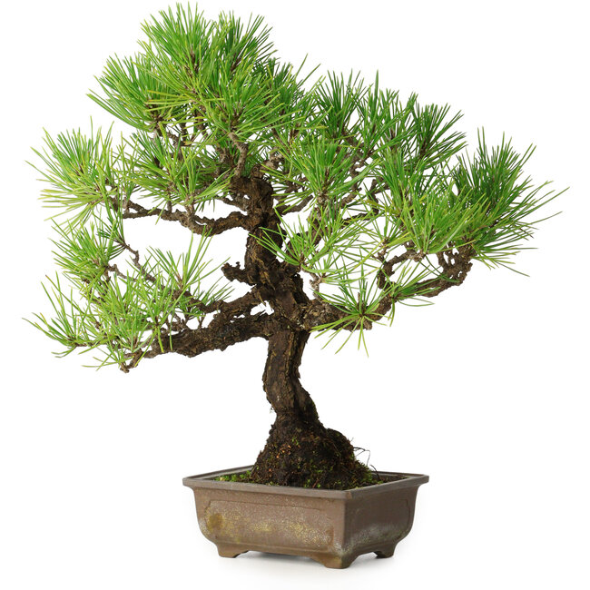 Pinus thunbergii, 30 cm, ± 30 ans, avec un nebari de 7 cm