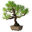 Pinus thunbergii, 30 cm, ± 30 years old, with a nebari of 7 cm