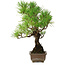 Pinus thunbergii, 30 cm, ± 30 years old, with a nebari of 7 cm