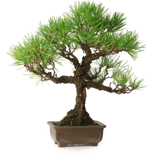 Pinus thunbergii, 30 cm, ± 30 anni, con un nebari di 7 cm