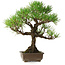Pinus thunbergii, 30 cm, ± 30 years old, with a nebari of 7 cm