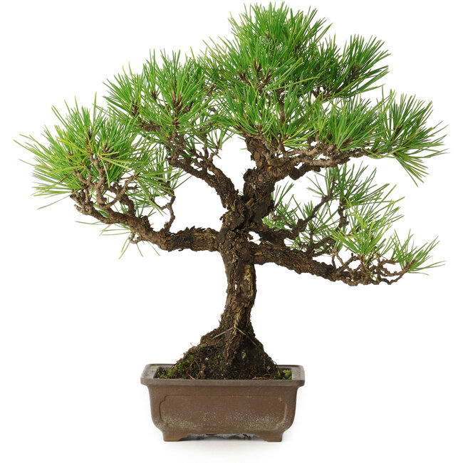 Pinus thunbergii, 30 cm, ± 30 anni, con un nebari di 7 cm