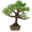 Pinus thunbergii, 30 cm, ± 30 years old, with a nebari of 7 cm
