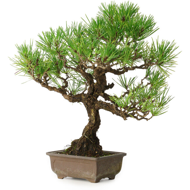 Pinus thunbergii, 30 cm, ± 30 años, con un nebari de 7 cm