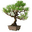Pinus thunbergii, 30 cm, ± 30 years old, with a nebari of 7 cm