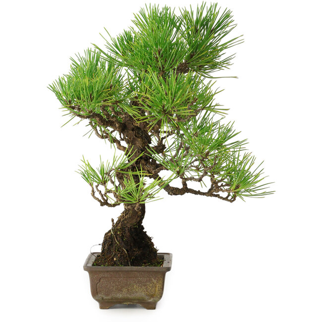 Pinus thunbergii, 30 cm, ± 30 ans, avec un nebari de 7 cm
