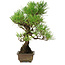 Pinus thunbergii, 30 cm, ± 30 years old, with a nebari of 7 cm