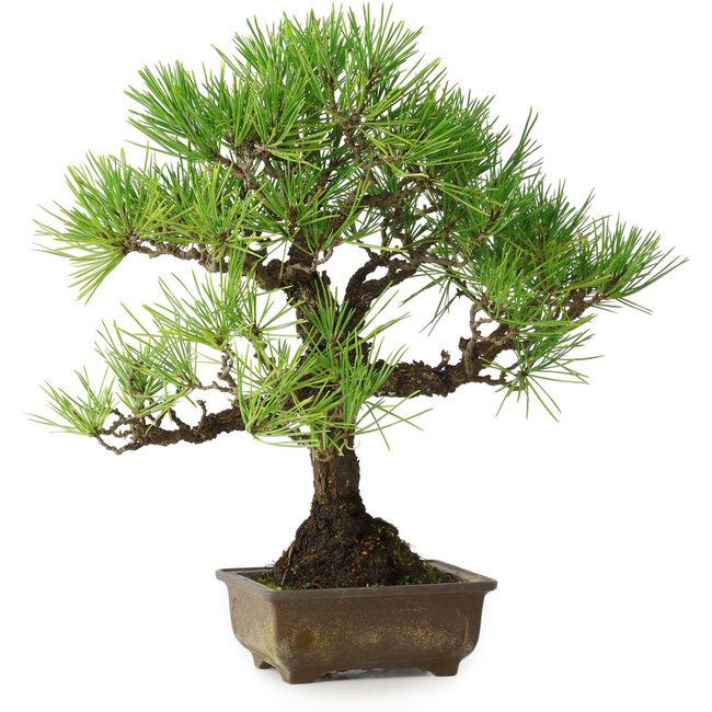 Pinus thunbergii, 30 cm, ± 30 Jahre alt, mit einem Nebari von 7 cm