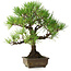 Pinus thunbergii, 30 cm, ± 30 years old, with a nebari of 7 cm