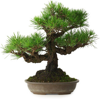 Pinus thunbergii, 32 cm, ± 30 Jahre alt