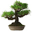 Pinus thunbergii, 32 cm, ± 30 years old, with a nebari of 10 cm
