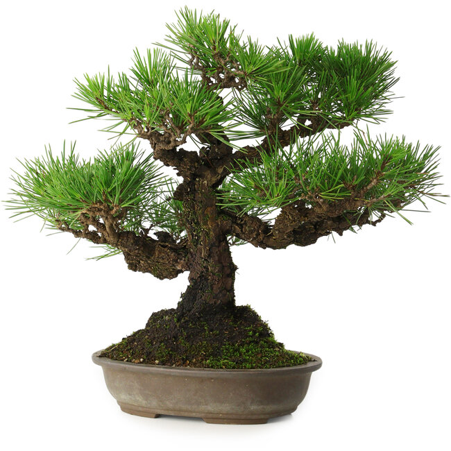 Pinus thunbergii, 32 cm, ± 30 Jahre alt, mit einem Nebari von 10 cm