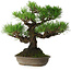 Pinus thunbergii, 32 cm, ± 30 years old, with a nebari of 10 cm