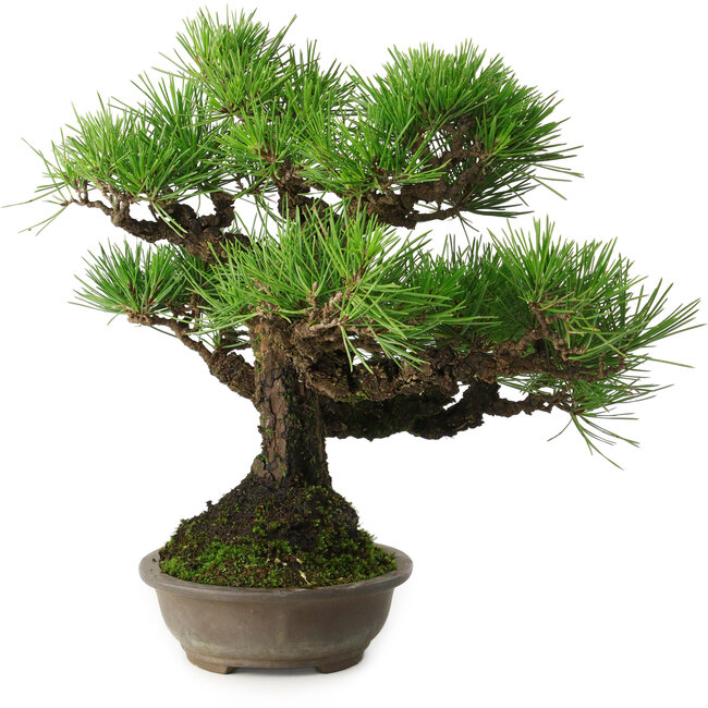 Pinus thunbergii, 32 cm, ± 30 años, con un nebari de 10 cm